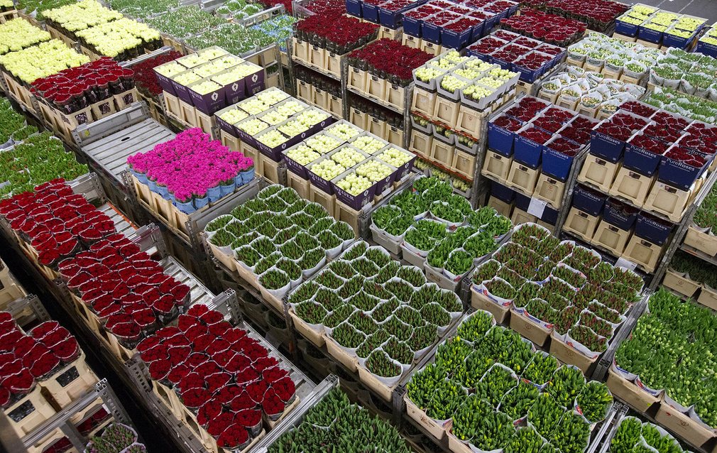 The FloraHolland depot, from The Guardian